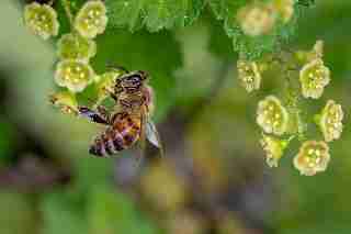 Camping La Romiguiere : Abeille