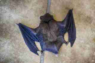 Camping La Romiguiere : Chauve souris