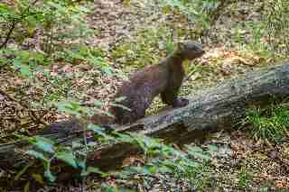 Camping La Romiguiere : Martre